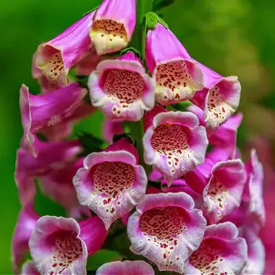 Vibrant pink foxglove flowers, toxic garden plant with speckled bell-shaped petals