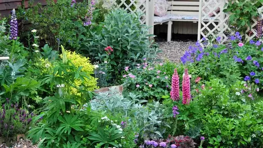 Vibrant purple pink yellow lupine flowers in charming cottage-style garden