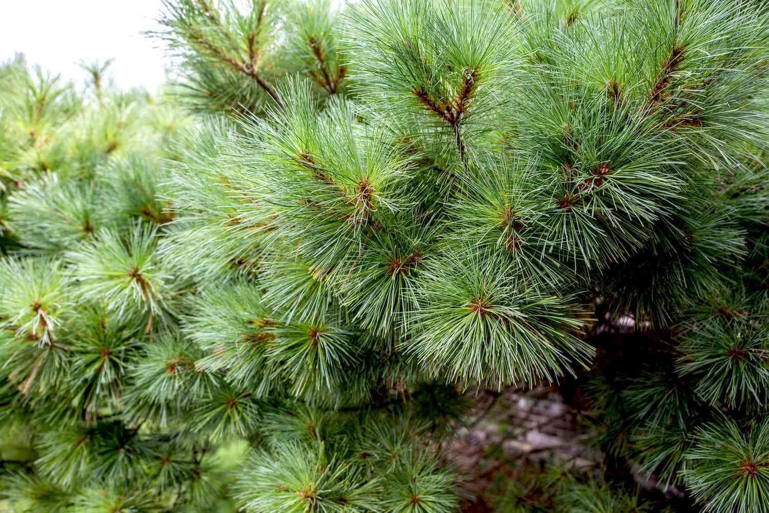 Vibrant green white pine needles with pointed tips in dense cluster