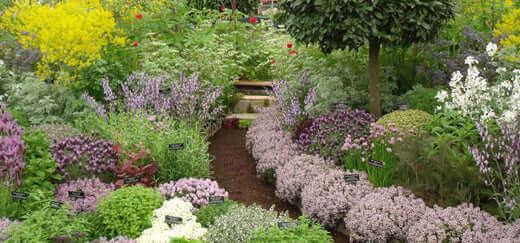 Lush winding healing herb garden path with purple and white flowers