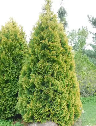 Tall conical arborvitae evergreen tree with dense vibrant green foliage