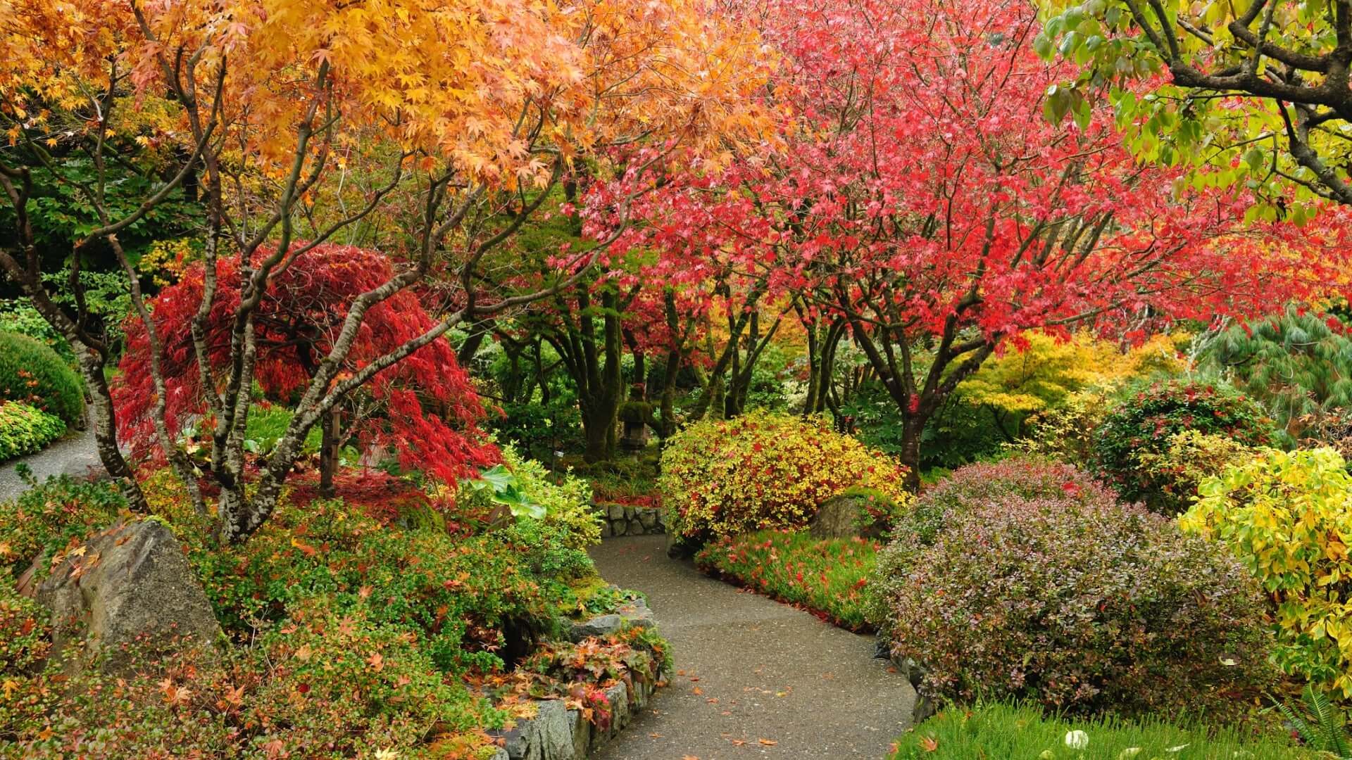Winding gravel path in tranquil Japanese autumn garden with fiery red leaves