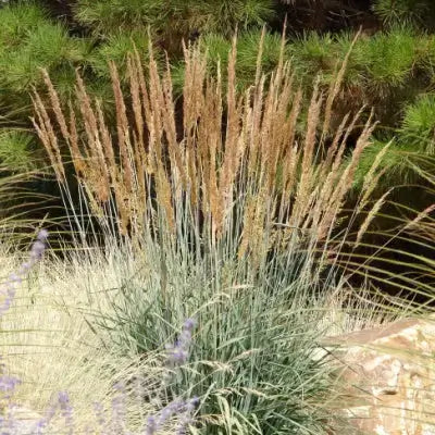 Tall Indian grass with feathery golden blades, blue-green stems, purple base flowers
