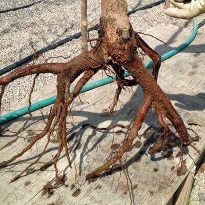 TN Nursery bare root brown tree with gnarled trunk on concrete