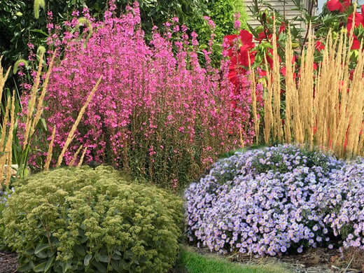 Vibrant native perennial garden bed with pink red flowers golden grasses foliage