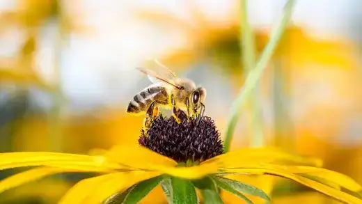Honeybee with black and yellow stripes on vibrant yellow perennial flower