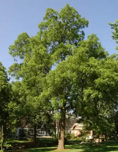 Tall leafy green tree in sunlit park from TN Nursery review by Roy Blair