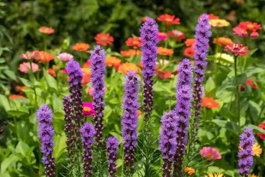 Purple spiky flower stalks tower over orange pink blossoms in huge perennials bed