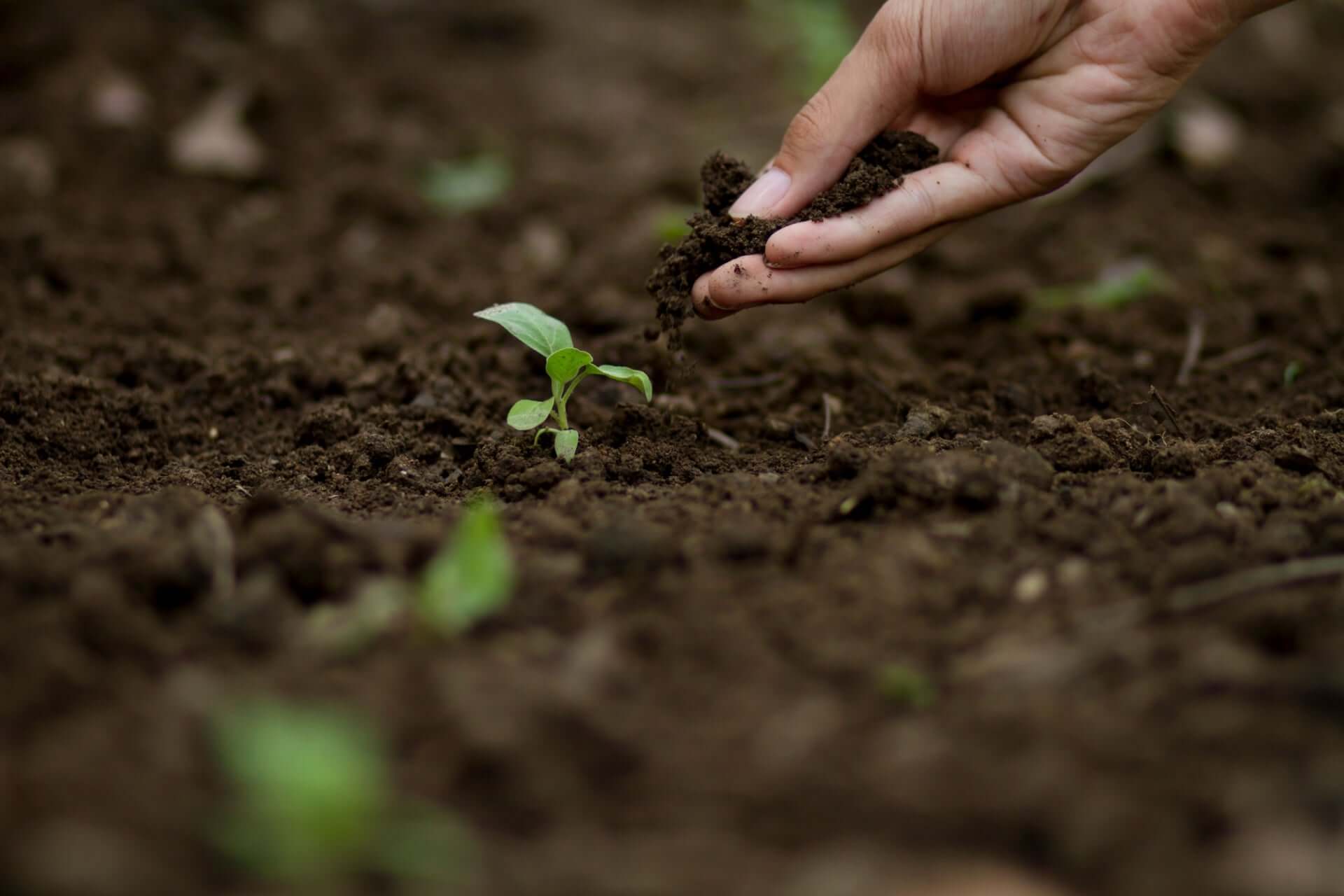 Hand holding rich dark soil over young green seedling in home garden