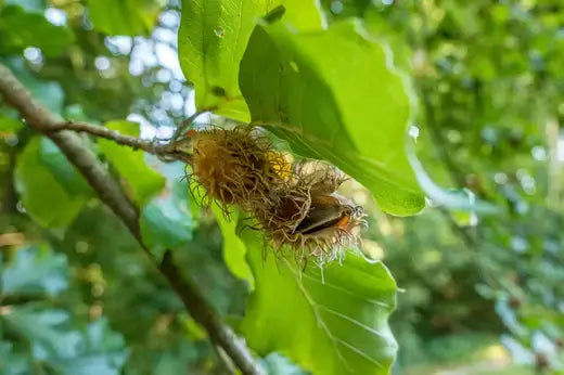 Fuzzy brownish-orange burr with bristles on American beech tree branch