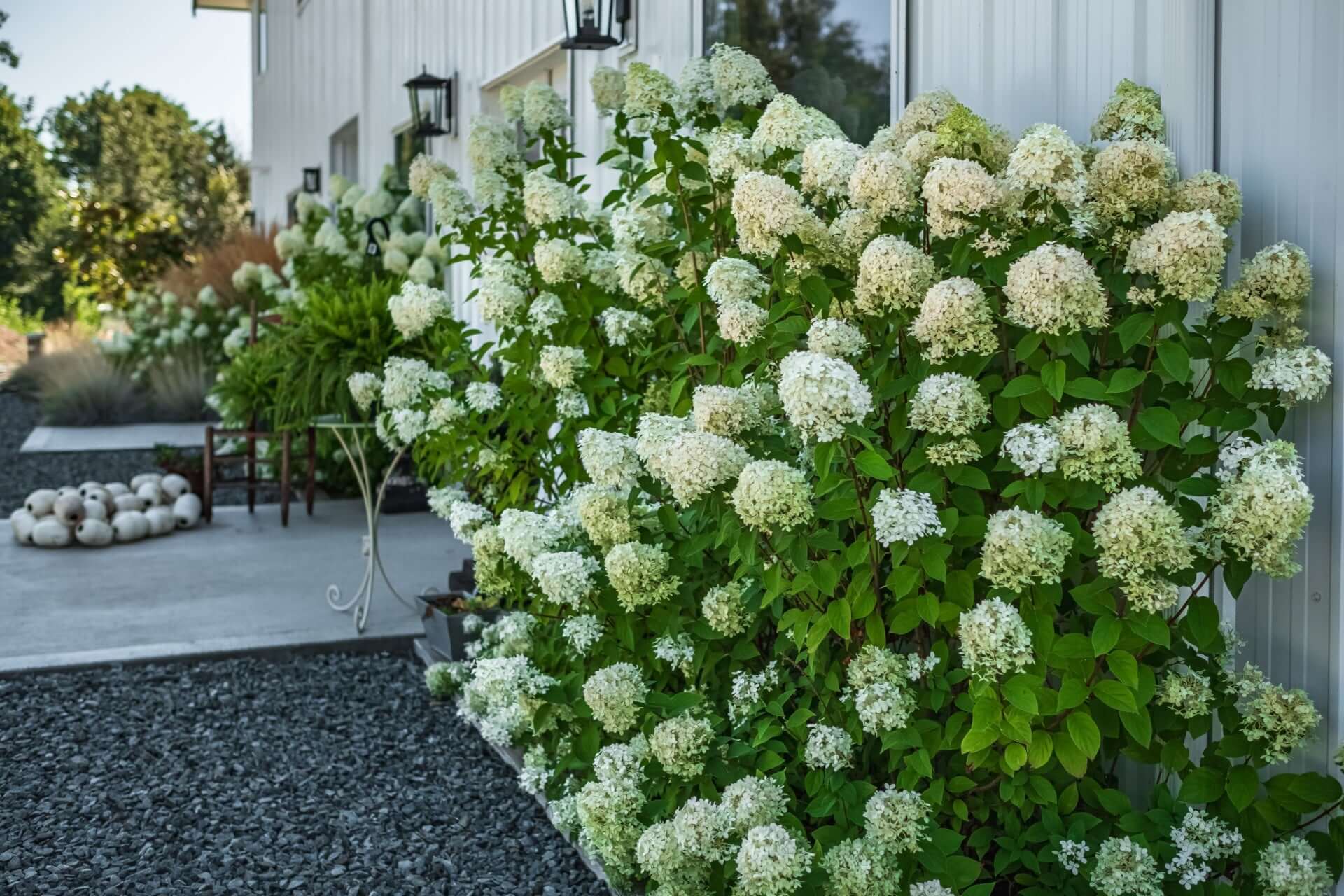 Lush white hydrangea bush with dense blossoms in neighborhood garden