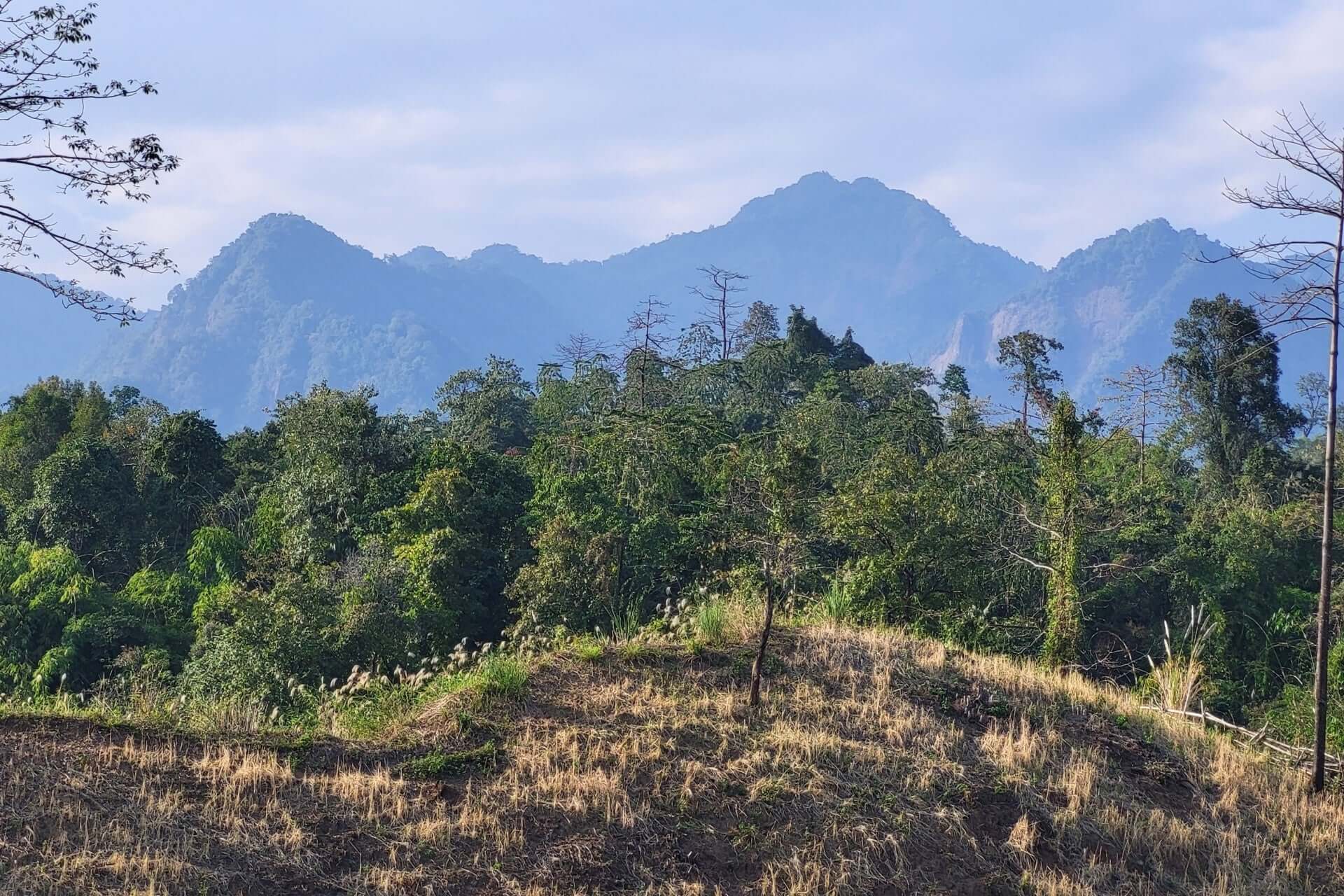Distant rugged mountains with green forested slopes for ancient gardening inspiration