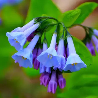 Virginia bluebell cluster of delicate blue purple bell-shaped flowers