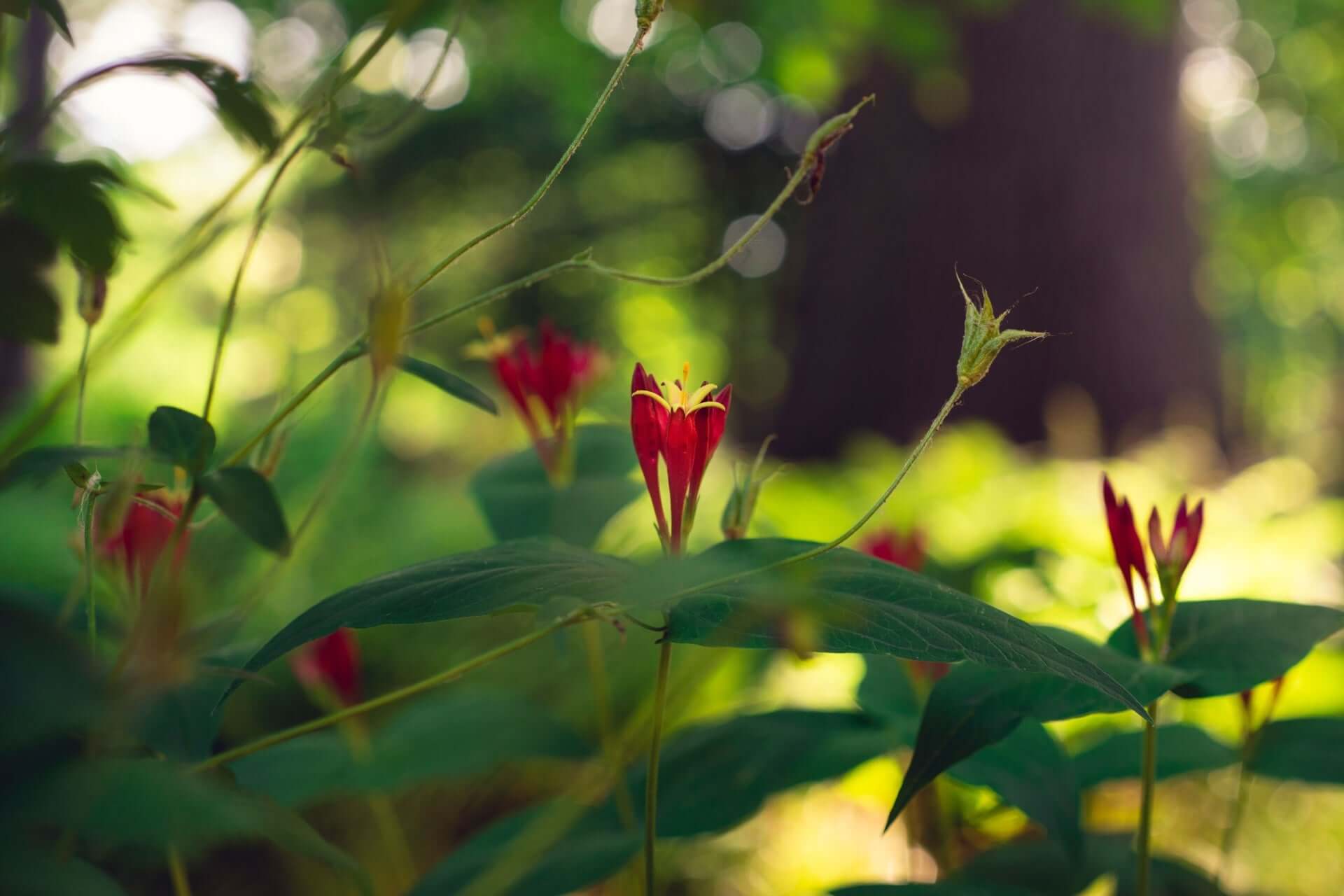 Spigelia Indian Pink trumpet flowers with yellow centers in forest foliage
