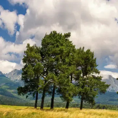 Tall dense green pine tree in golden field for 2025 landscapes