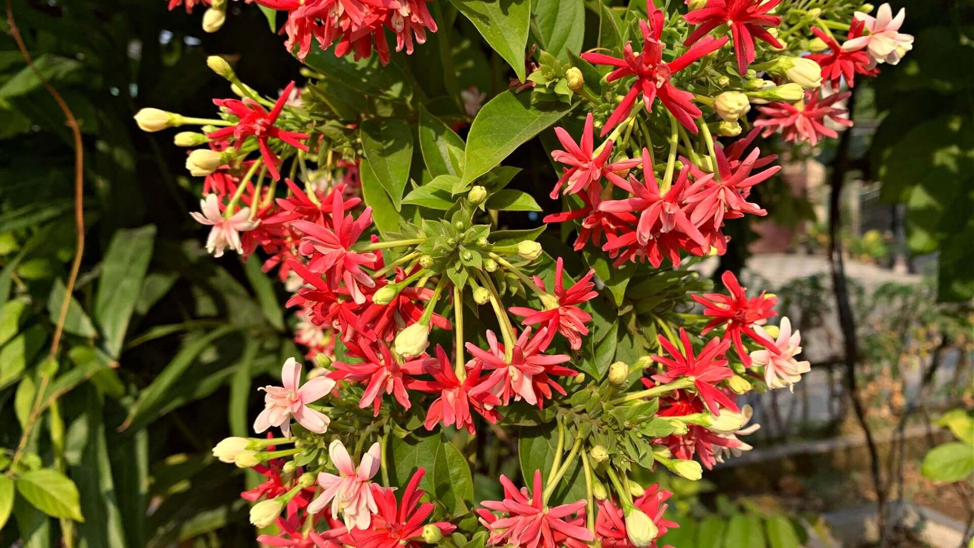 Vibrant red pink star-shaped flowering vine flowers in lush green foliage