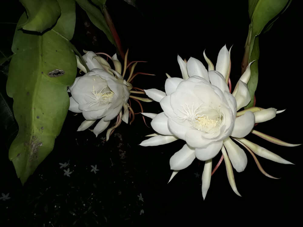 Two rare elegant white night-blooming cereus flowers in TN Nursery article