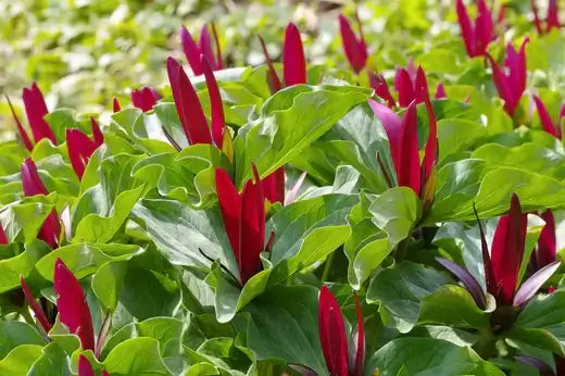 Vibrant crimson trillium flower buds emerging from lush green foliage