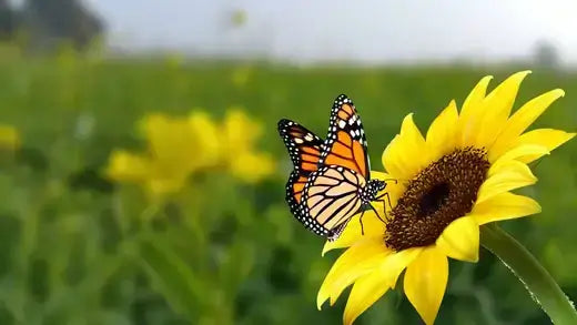 Monarch butterfly on yellow sunflower attracts yard wildlife