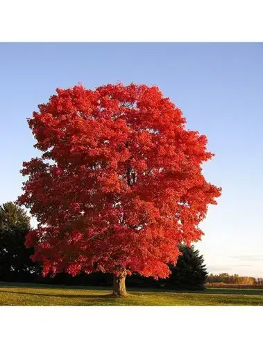 Majestic red maple tree with fiery foliage in TN Nursery off-grid setting