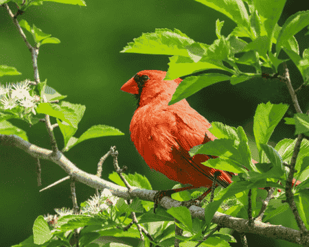 Vibrant red cardinal perched on lush green plants from top online nurseries