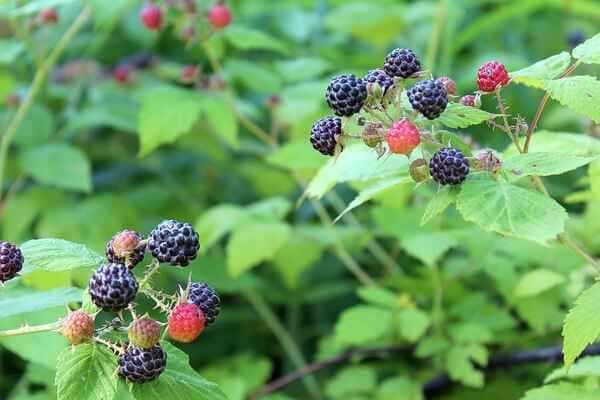 Ripe blackberries and red ones on green vines in home garden