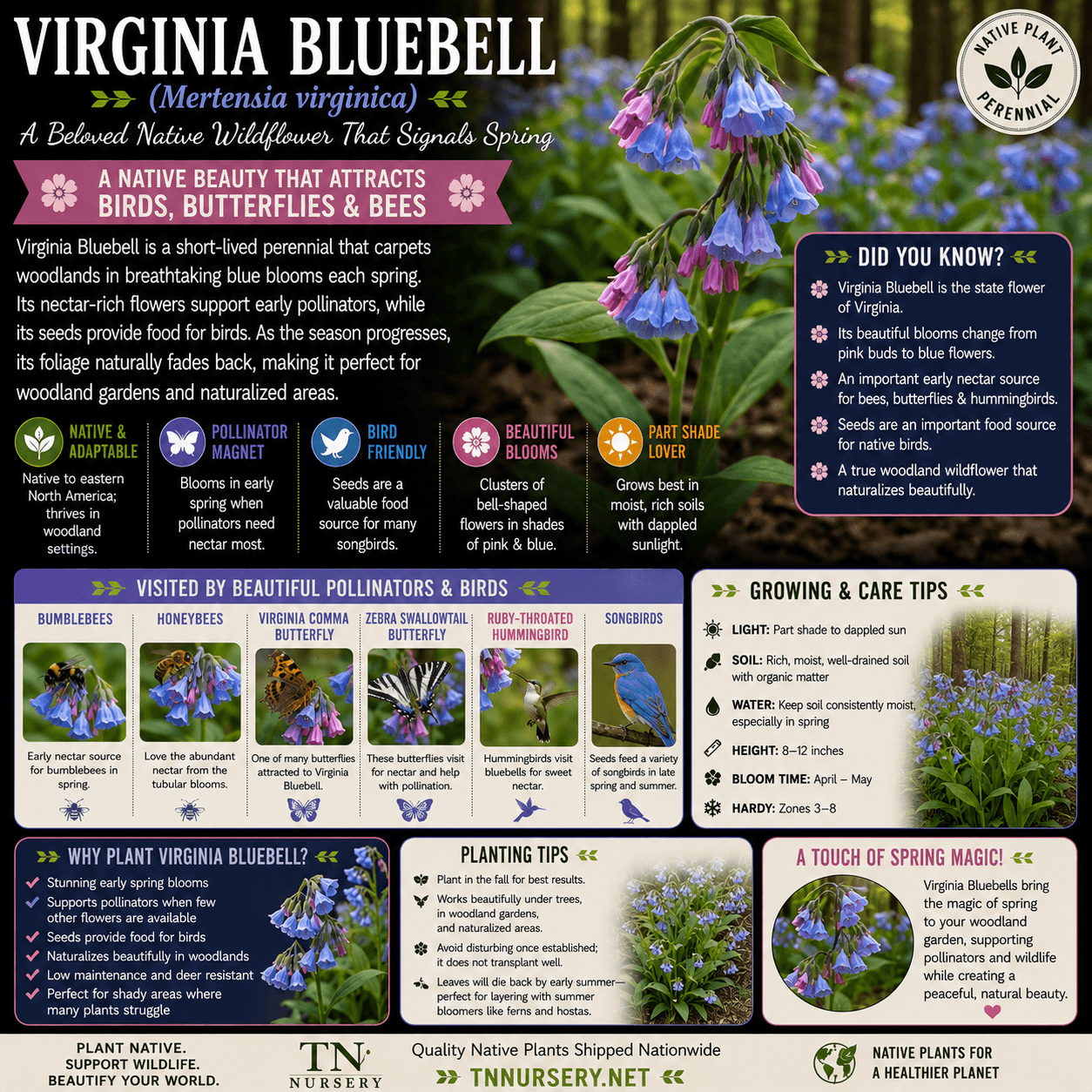 Perennial Gardening: Maintenance and Design
