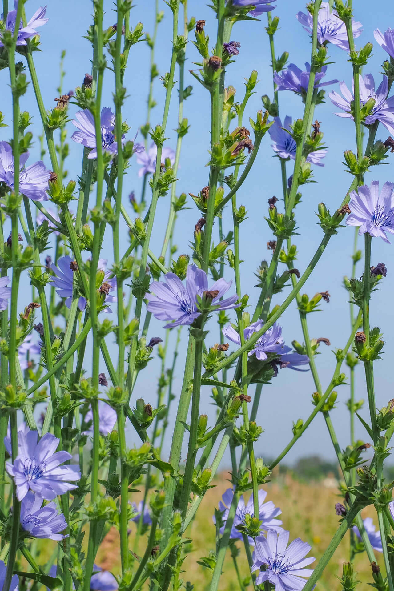 Light purple chicory flowers blooming in field under blue sky