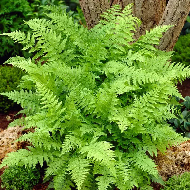 Vibrant native fern with lush green feathery fronds in woodland setting