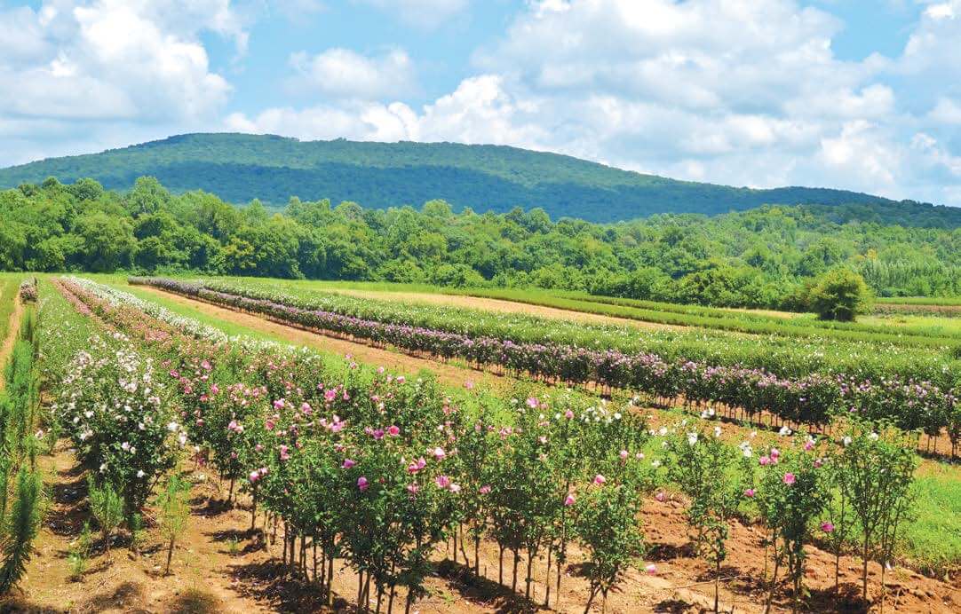 Rows of pink and white rose bushes thriving in poor soil garden