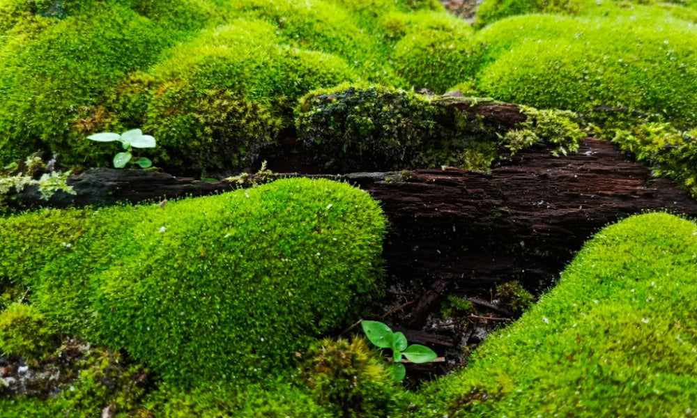 Native Plants for Tennessee - TN Nursery