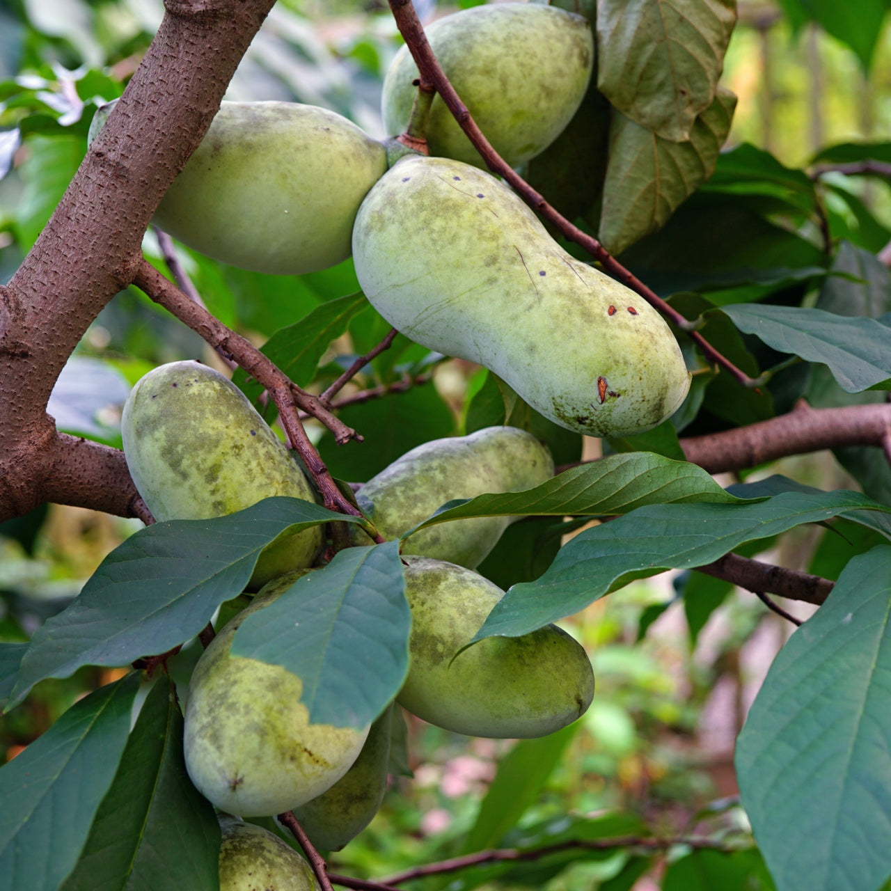 Green oval pawpaw fruits hanging from tree branches in lush leaves