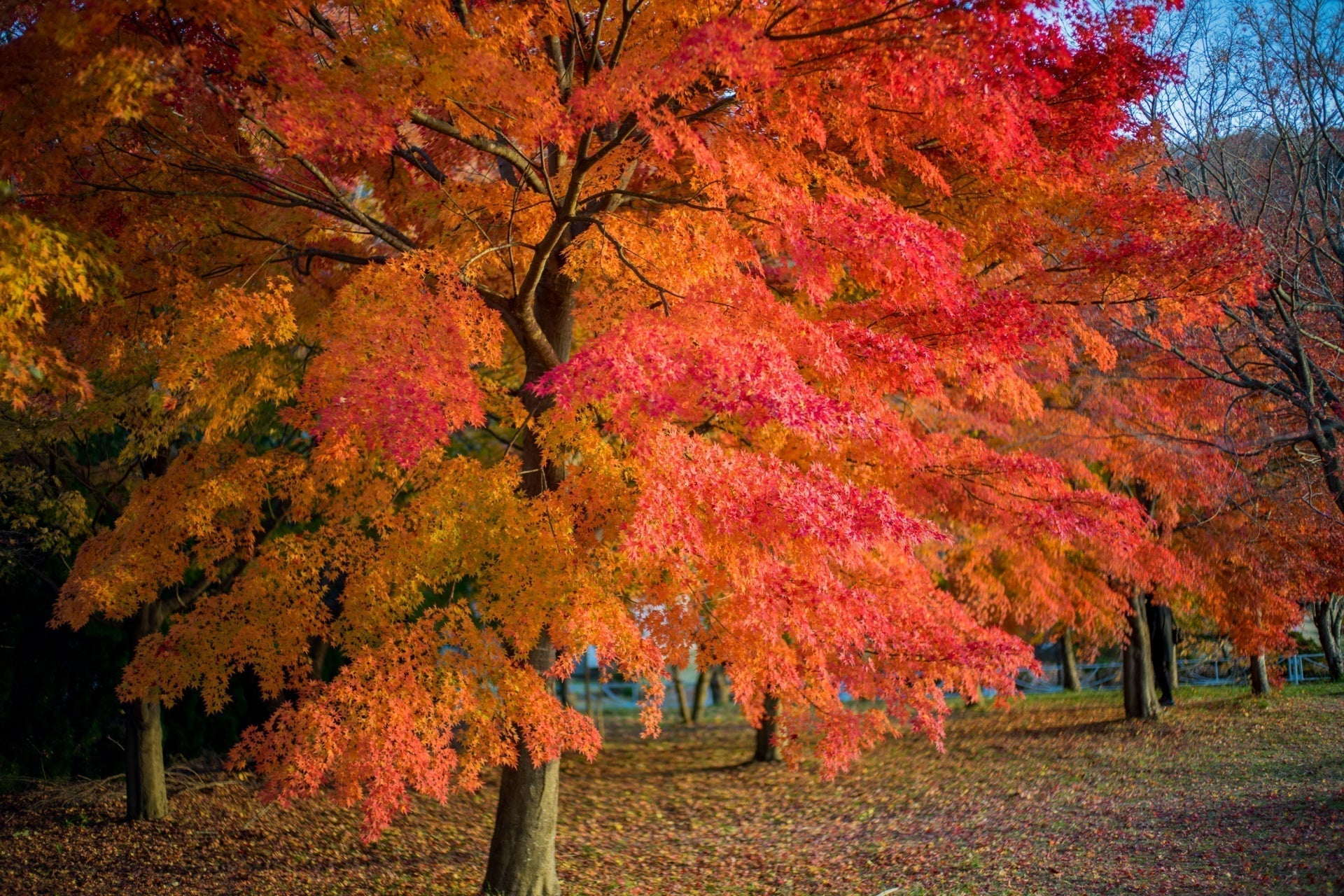Vibrant red maple tree with fiery orange to deep red autumn leaves