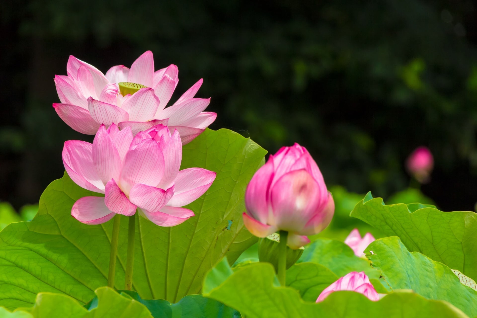 Buy Lotus Plant: Cultivating Beauty and Spiritual Meaning  TN Nursery