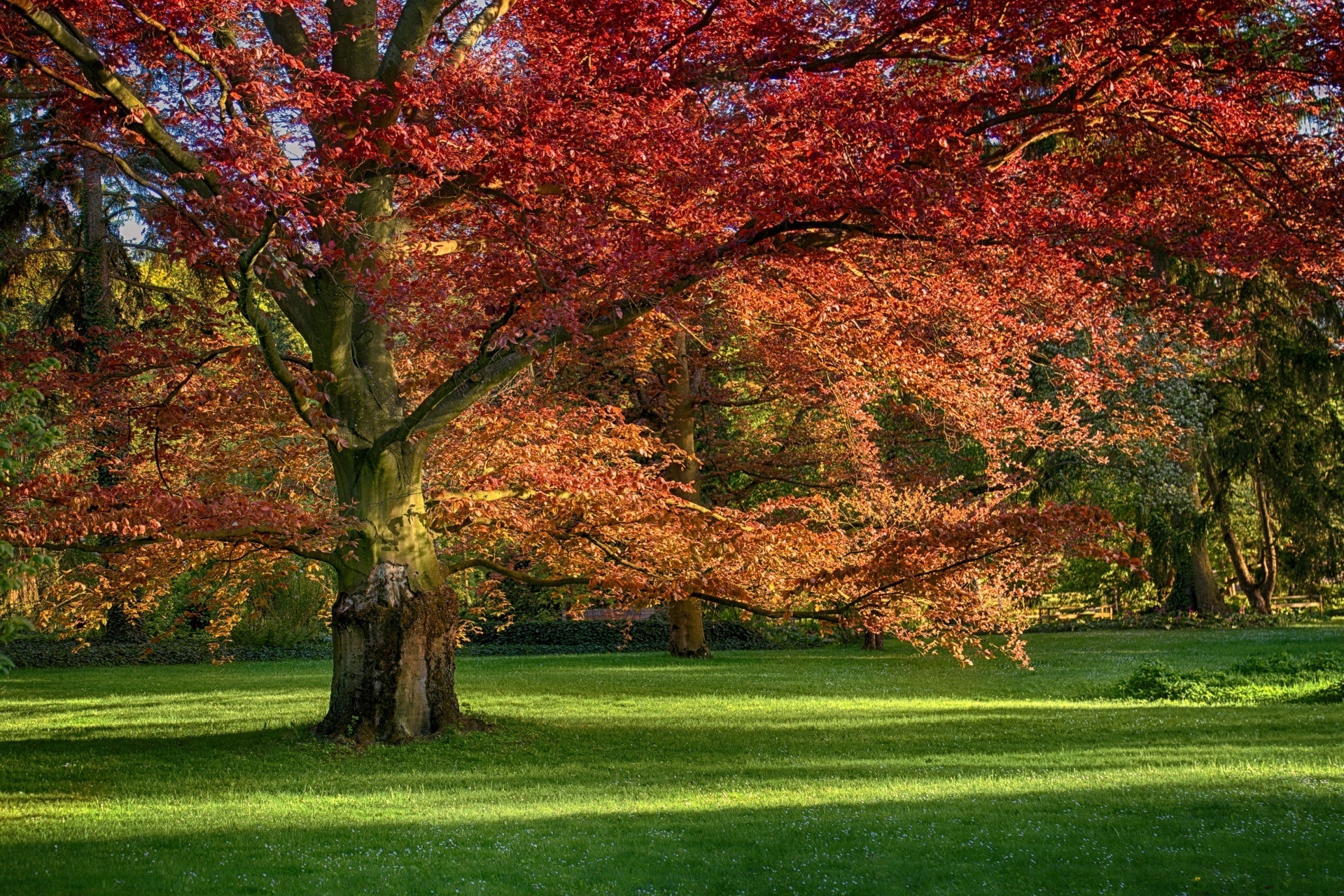 Majestic autumn tree with red orange leaves on green lawn TN Nursery
