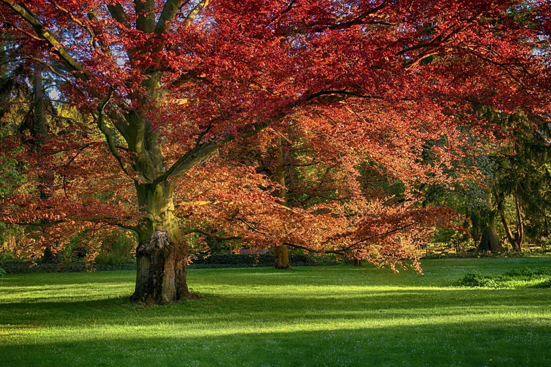 Majestic red oak tree with vibrant red and orange autumn leaves on green lawn