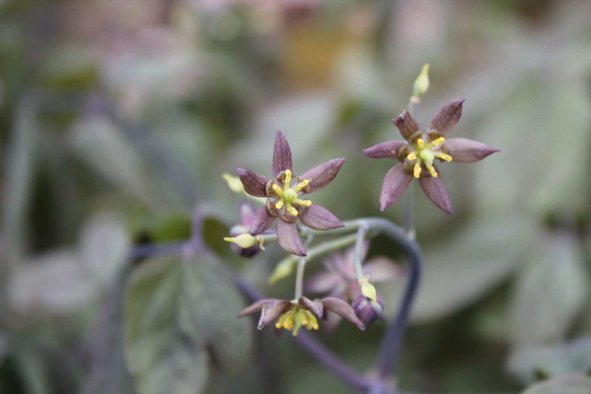 Blue cohosh purple star-shaped flowers with yellow centers on stems