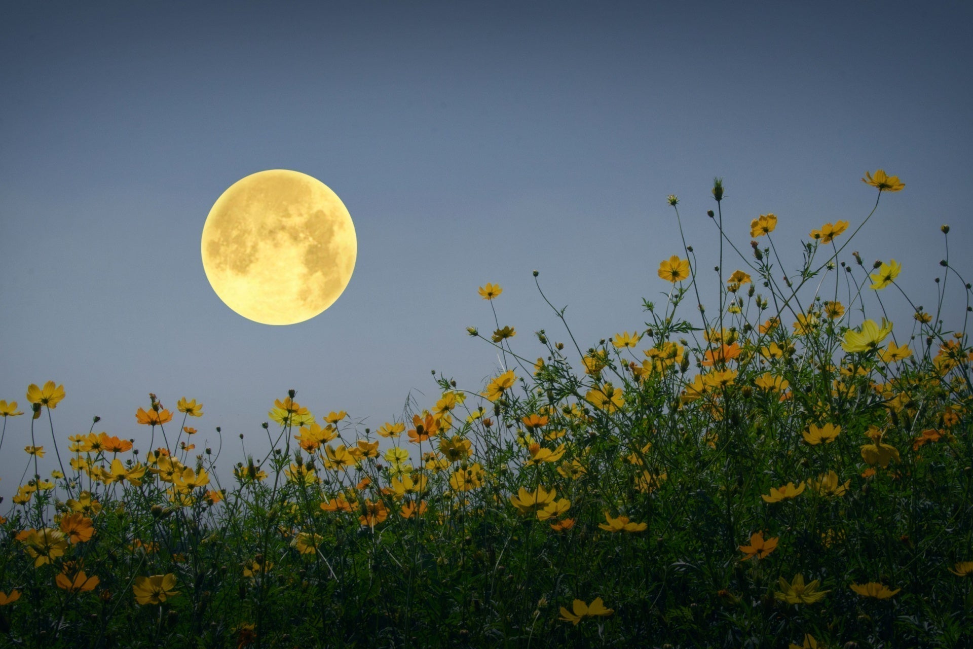 Full yellow moon over orange yellow wildflowers in summer moon garden