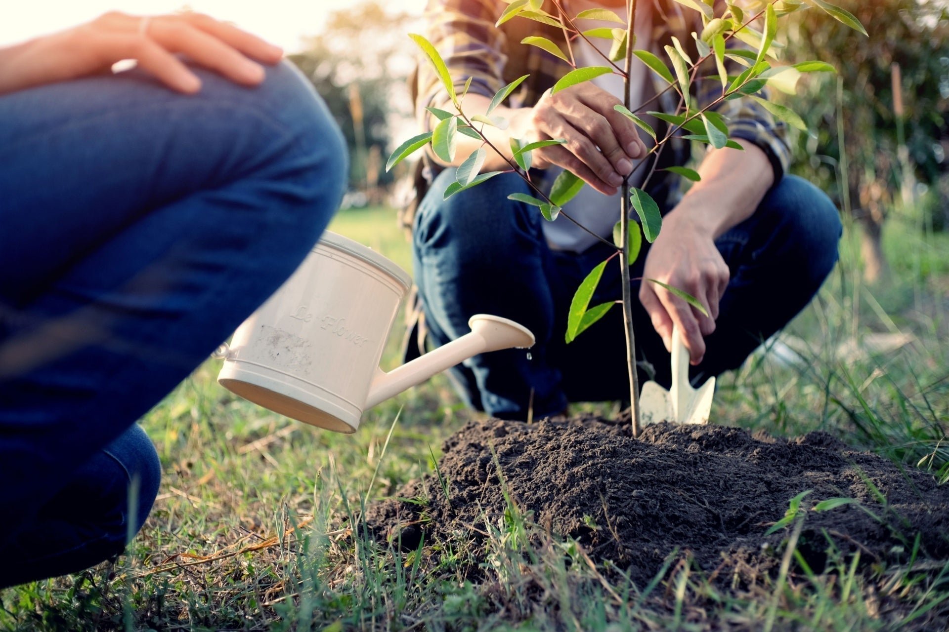 White plastic watering can with long spout beside freshly planted sapling on grass