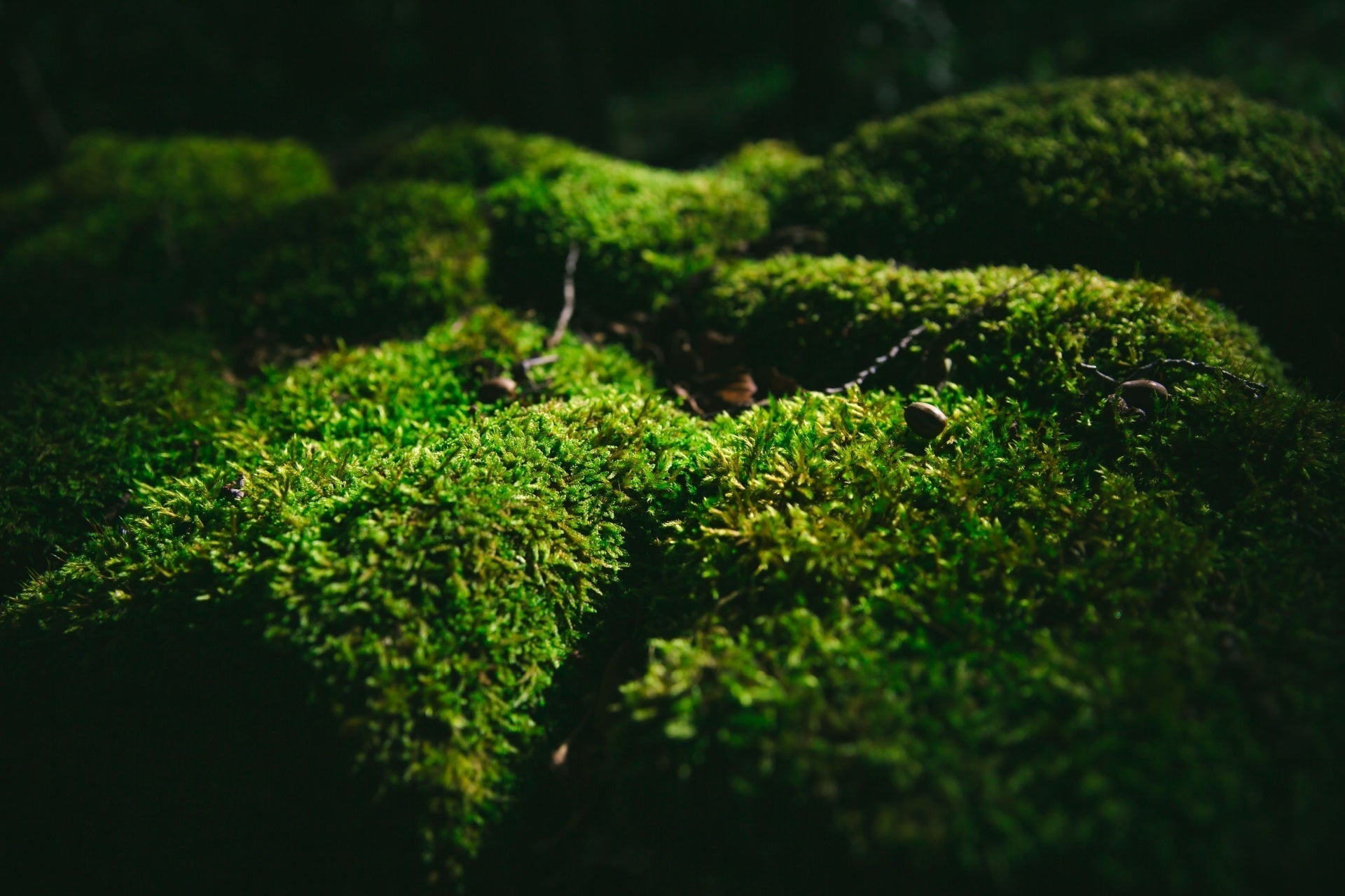 Vibrant green moss with velvety texture, eco-friendly lawn alternative