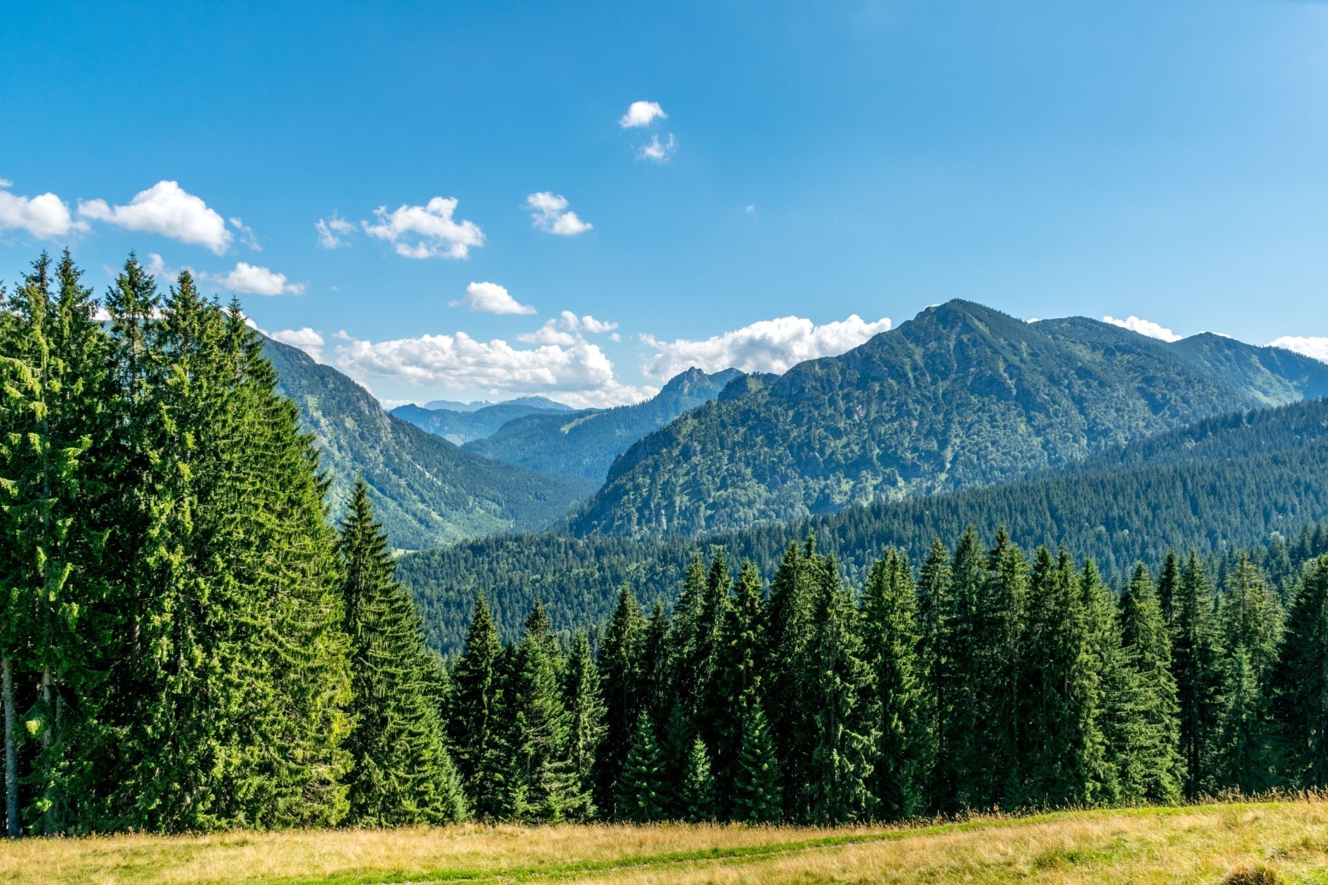 Dense green pine trees in sunlit meadow for hardy mountain gardens
