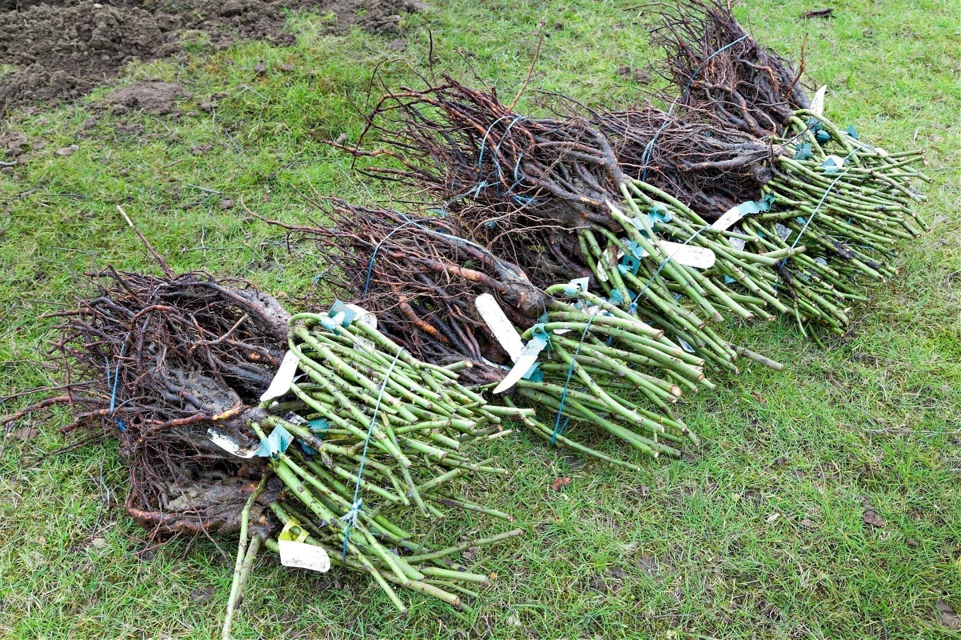 How to Select Quality Stock for Bare Roots