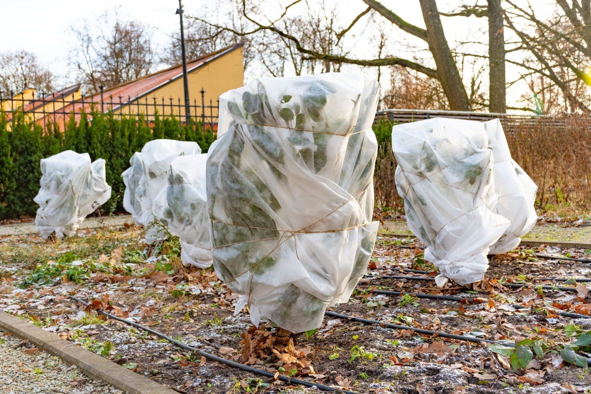 White translucent plastic covers protect shrubs in frosty garden for winterproofing