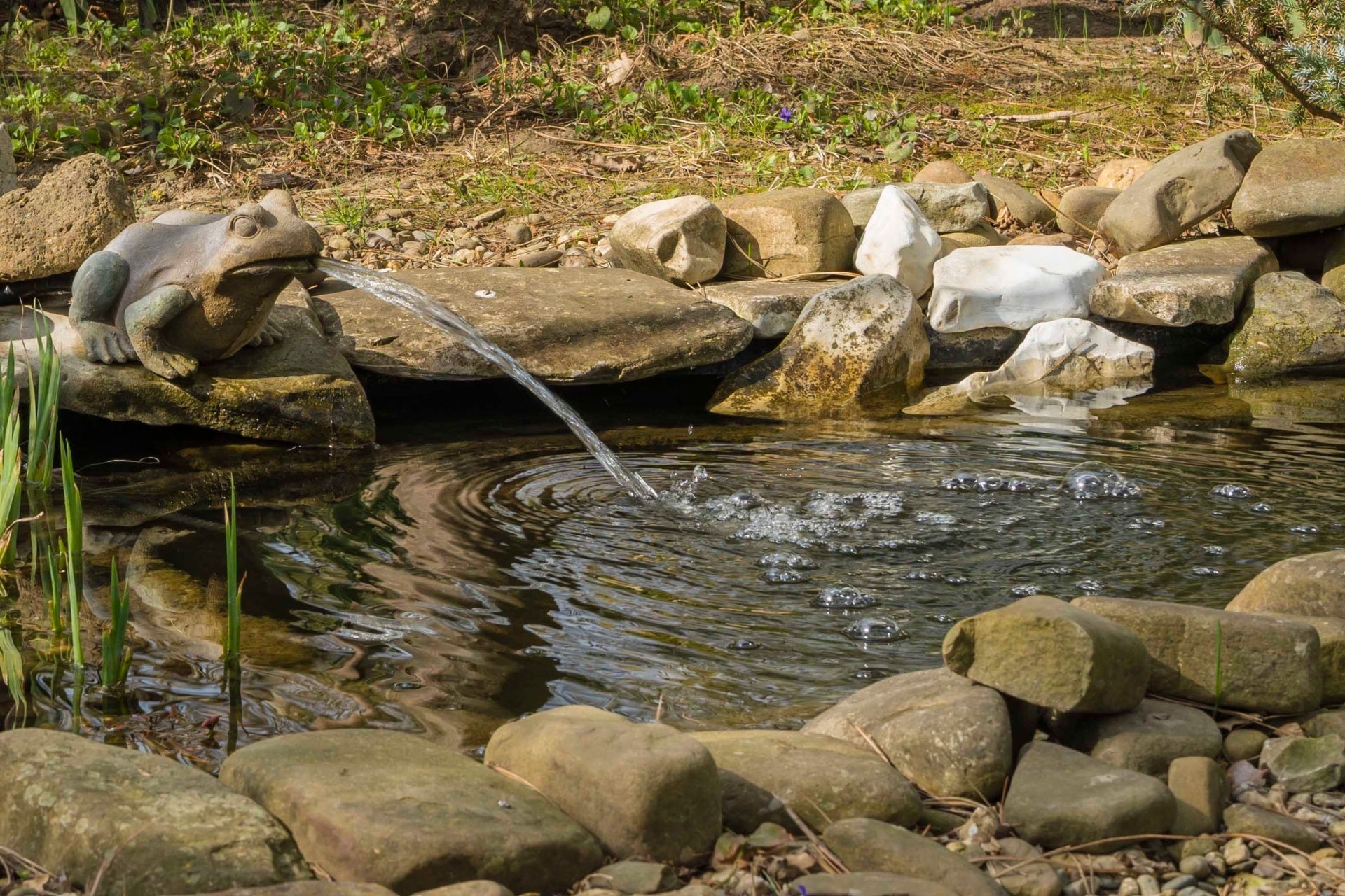 Stone frog statue spouting water into pond in beginner water features guide