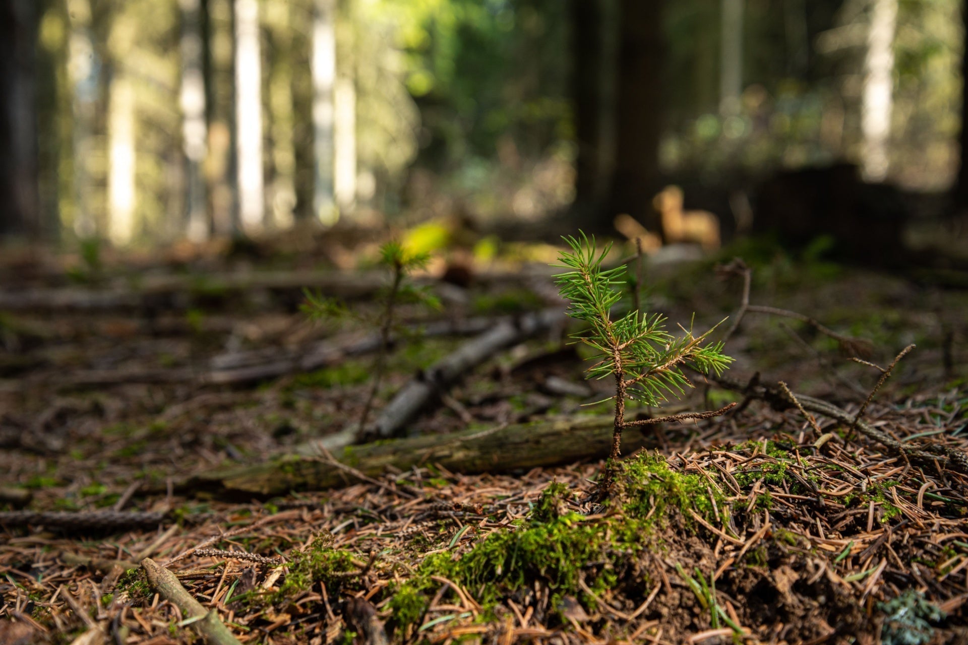 Healthy young pine sapling with vibrant green needles on mossy forest floor