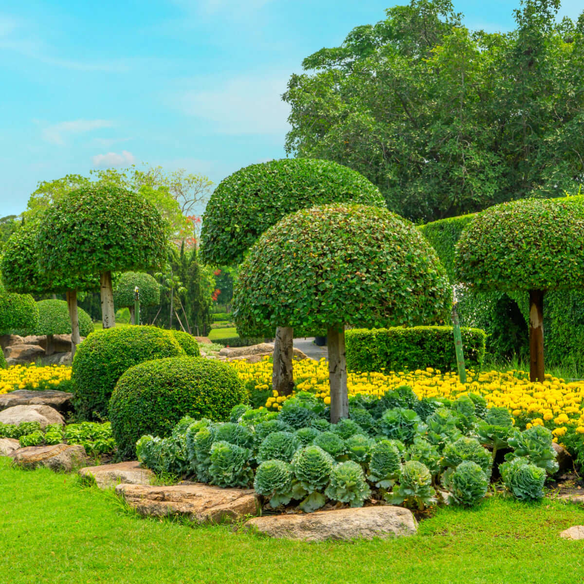 Best Trees for Small Yards: 9 Space-Saving Picks