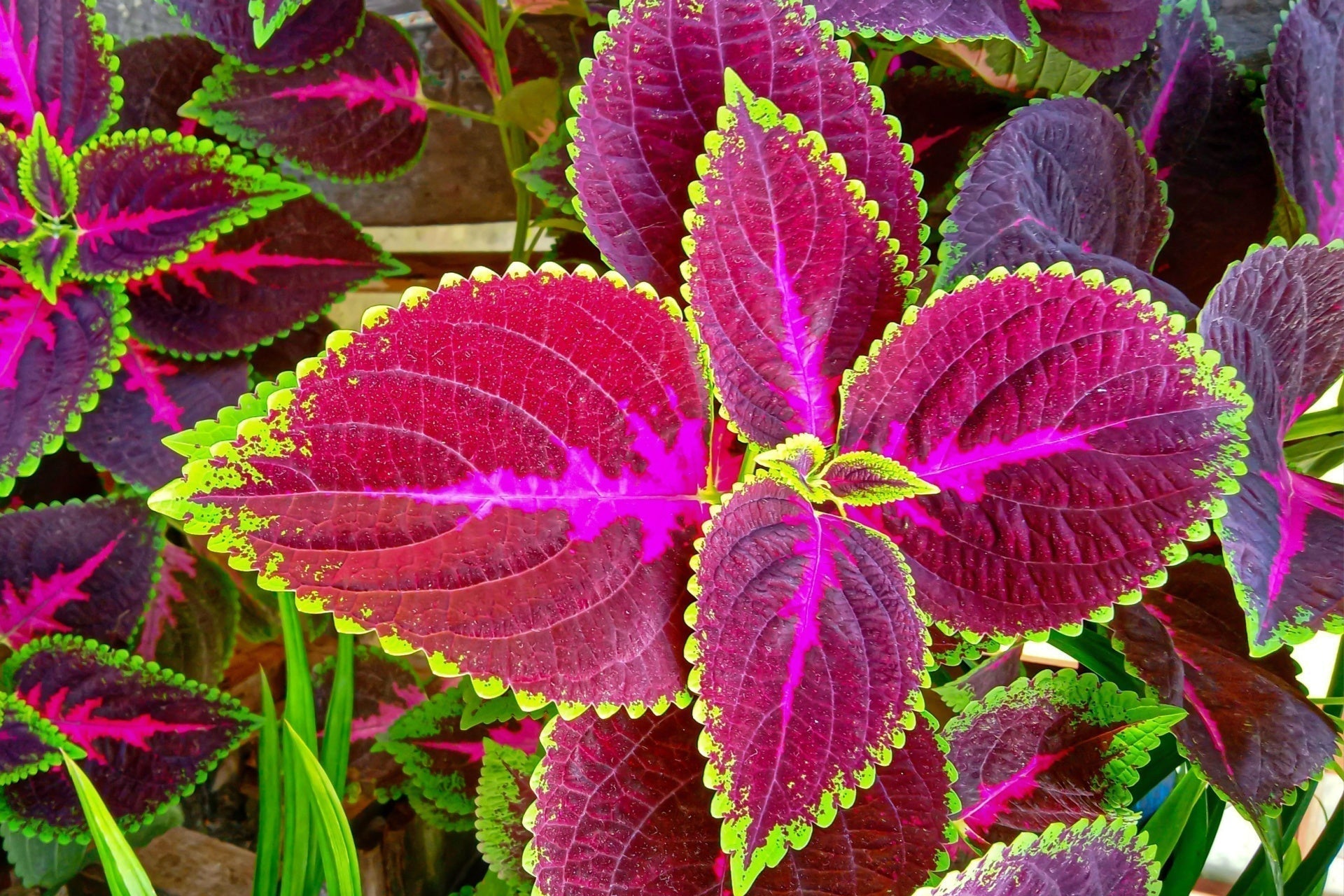 Vibrant purple and green coleus plant with serrated edges