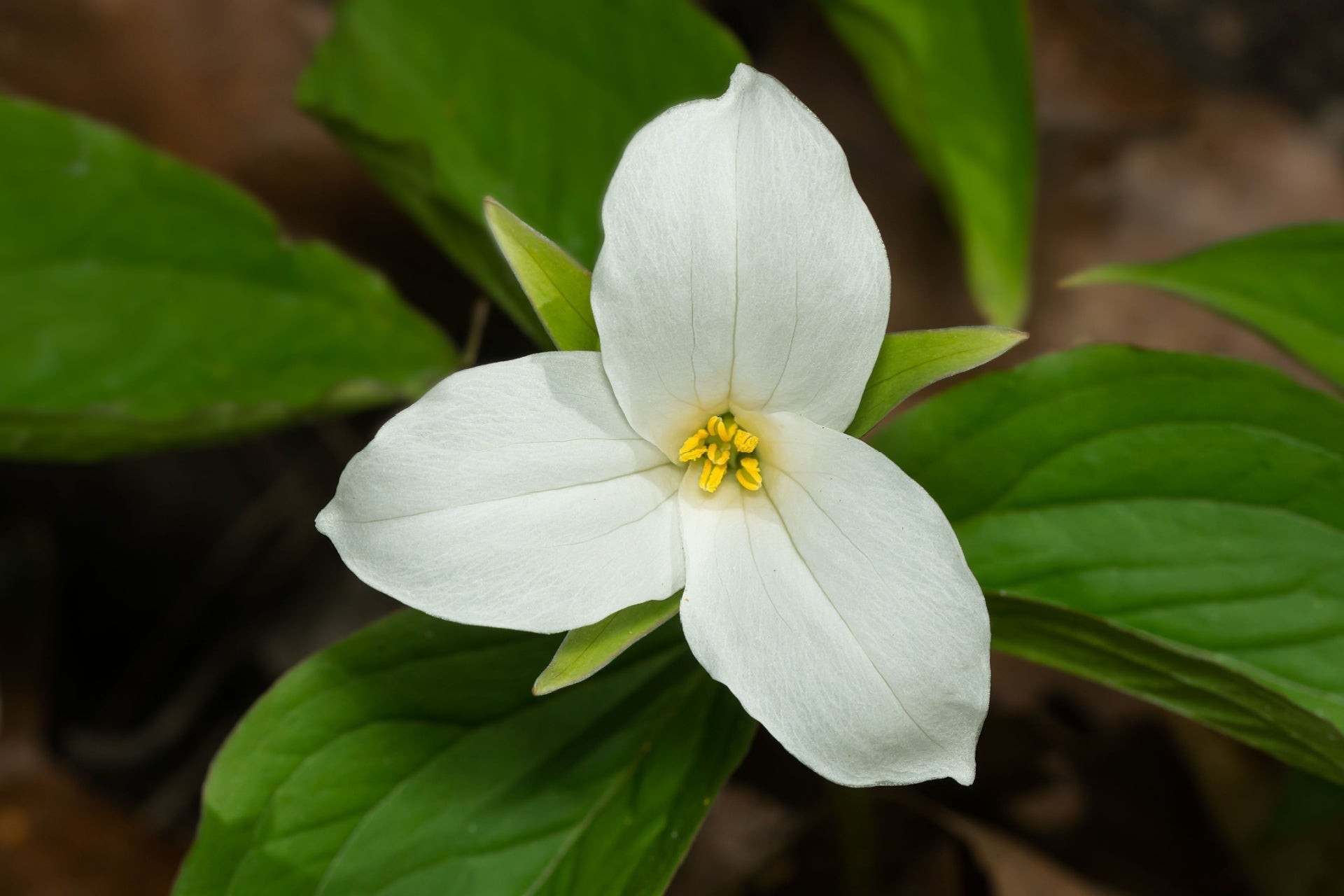 Great white trillium flower with 3 smooth petals and yellow center