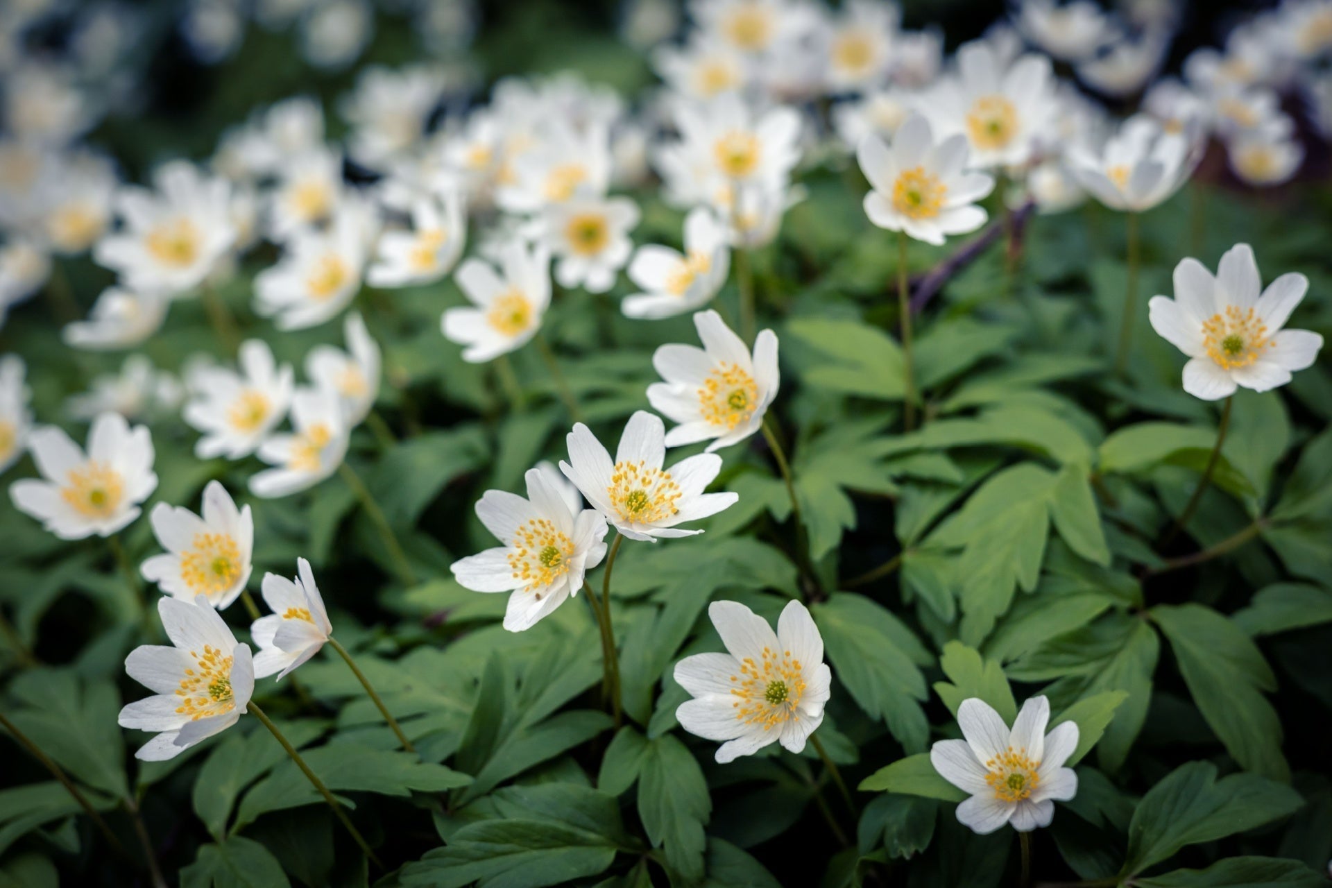 Delicate white garden flowers with yellow centers and curled petals in lush foliage