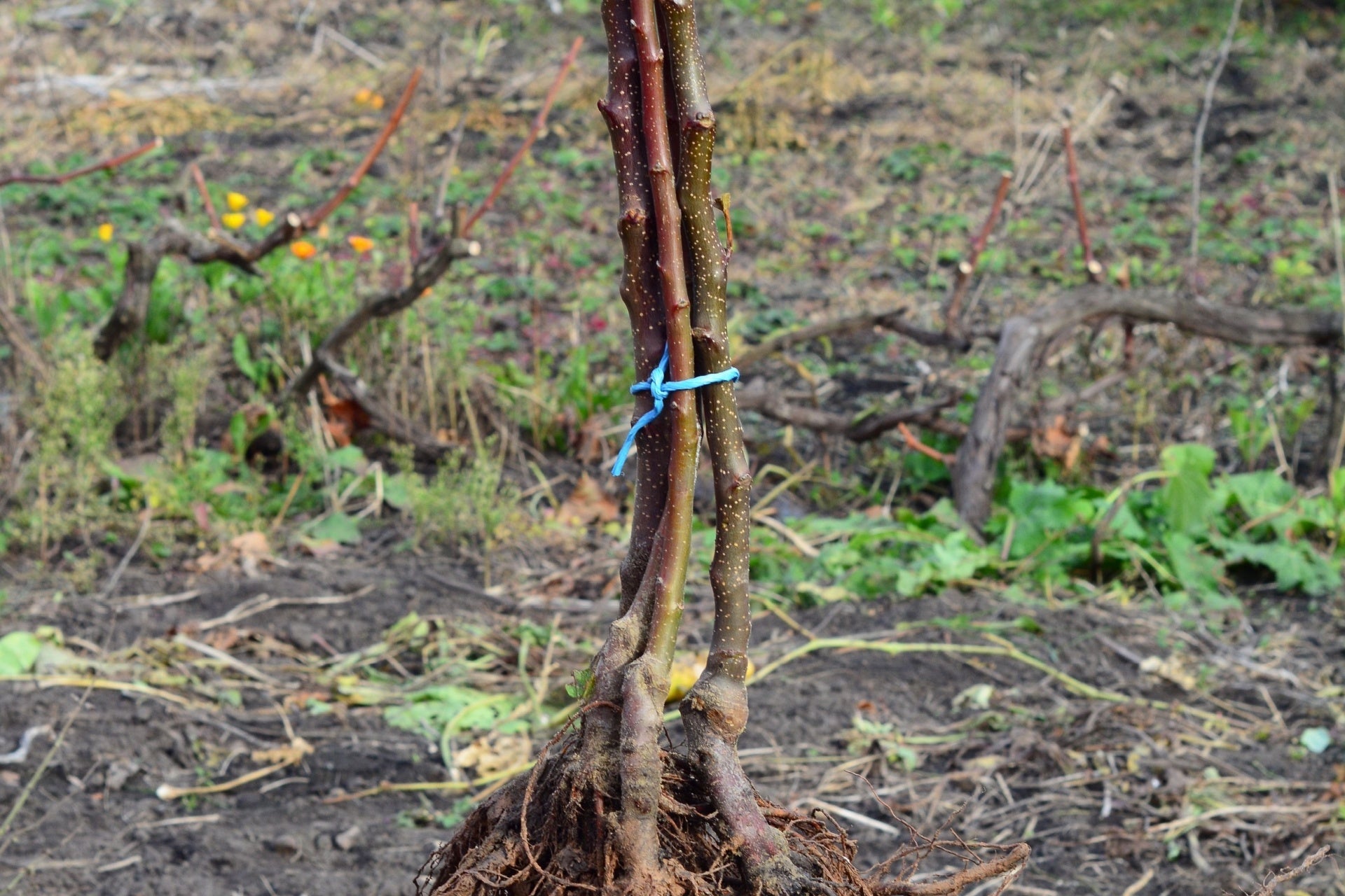 Young bare root grapevine with reddish-brown stems tied by blue plastic in winter